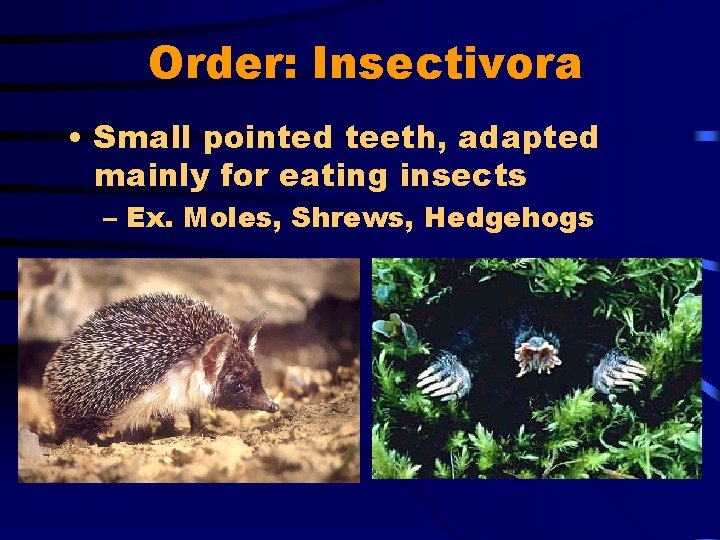 Order: Insectivora • Small pointed teeth, adapted mainly for eating insects – Ex. Moles,