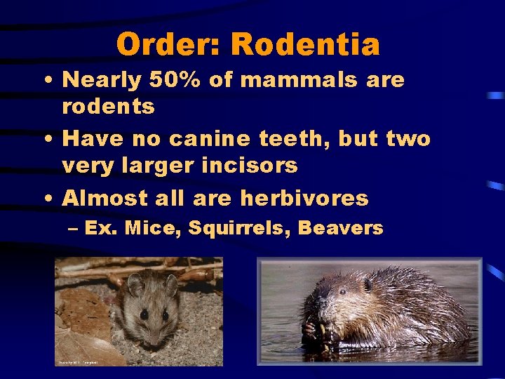 Order: Rodentia • Nearly 50% of mammals are rodents • Have no canine teeth,