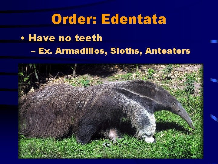 Order: Edentata • Have no teeth – Ex. Armadillos, Sloths, Anteaters 