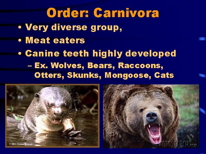 Order: Carnivora • Very diverse group, • Meat eaters • Canine teeth highly developed