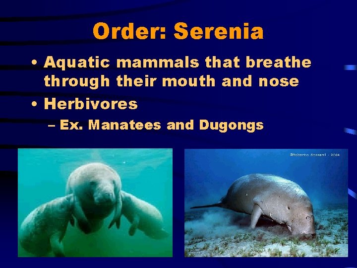 Order: Serenia • Aquatic mammals that breathe through their mouth and nose • Herbivores