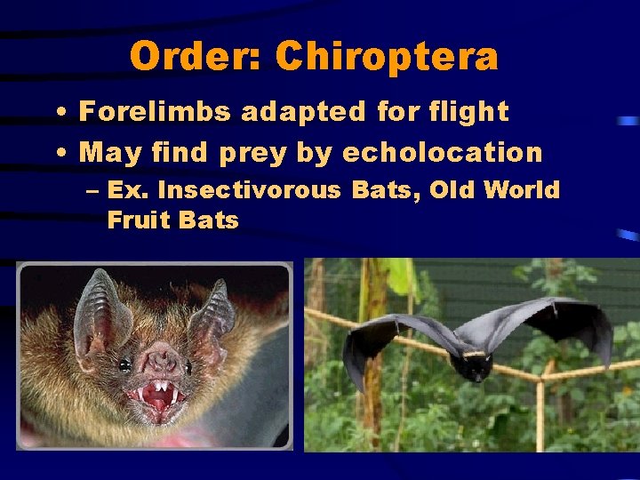 Order: Chiroptera • Forelimbs adapted for flight • May find prey by echolocation –