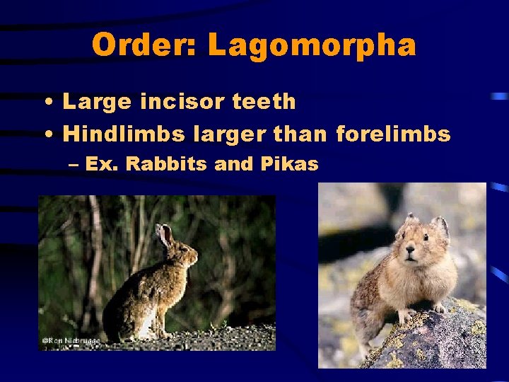 Order: Lagomorpha • Large incisor teeth • Hindlimbs larger than forelimbs – Ex. Rabbits