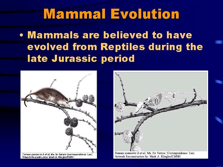 Mammal Evolution • Mammals are believed to have evolved from Reptiles during the late