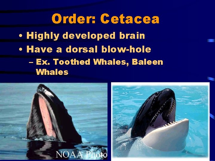 Order: Cetacea • Highly developed brain • Have a dorsal blow-hole – Ex. Toothed