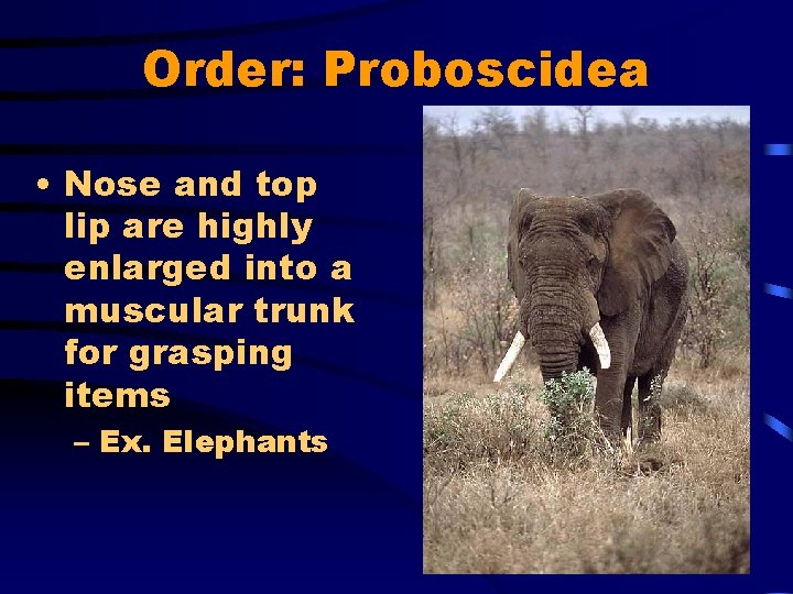 Order: Proboscidea • Nose and top lip are highly enlarged into a muscular trunk