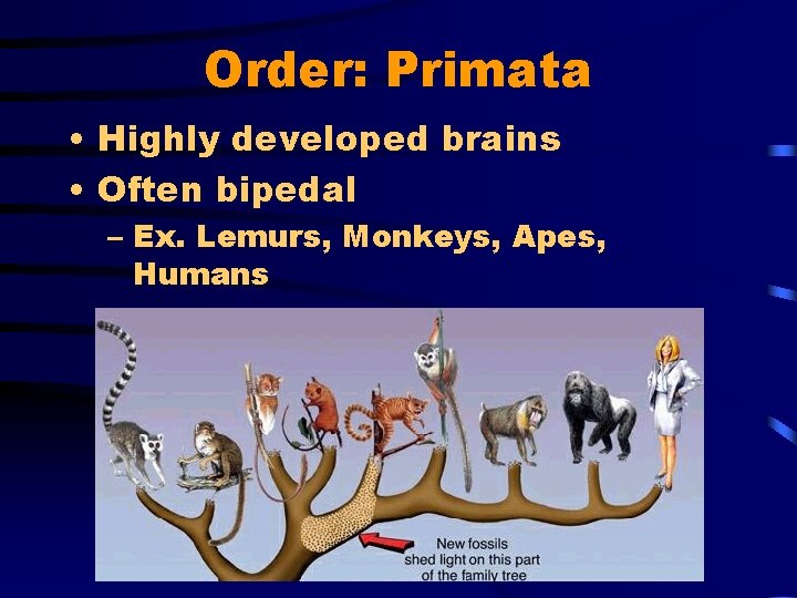 Order: Primata • Highly developed brains • Often bipedal – Ex. Lemurs, Monkeys, Apes,