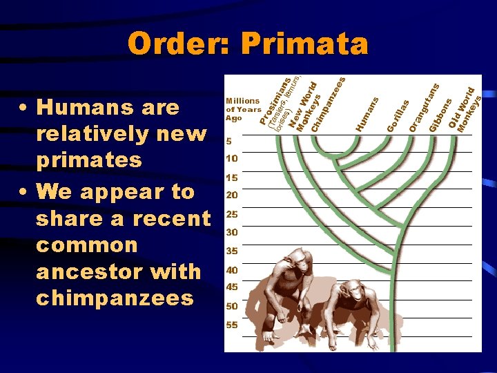 Order: Primata • Humans are relatively new primates • We appear to share a
