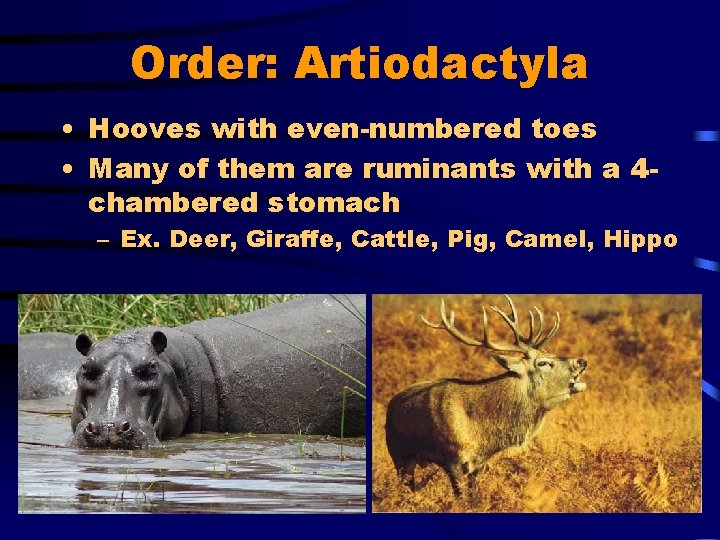 Order: Artiodactyla • Hooves with even-numbered toes • Many of them are ruminants with