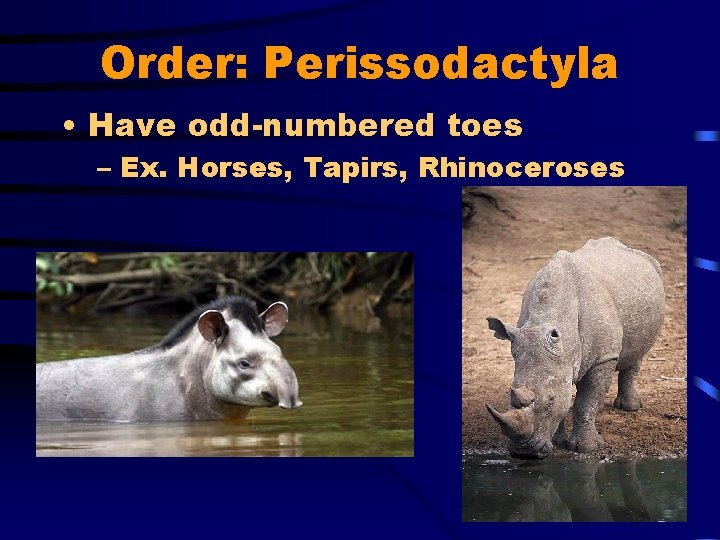 Order: Perissodactyla • Have odd-numbered toes – Ex. Horses, Tapirs, Rhinoceroses 