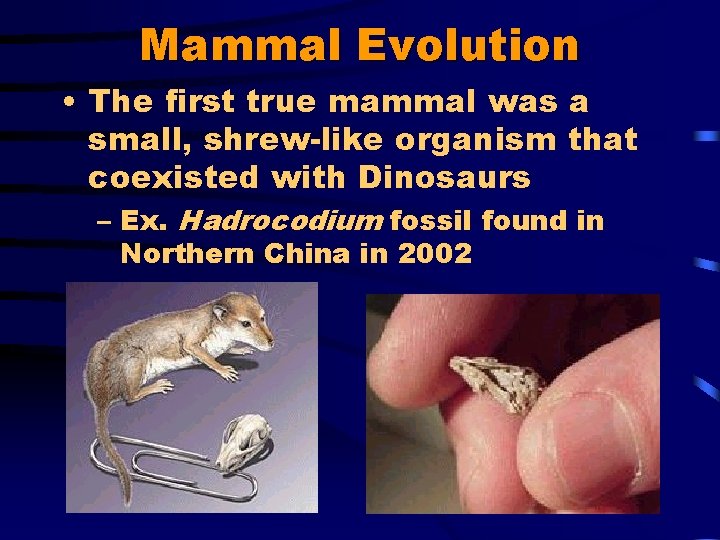 Mammal Evolution • The first true mammal was a small, shrew-like organism that coexisted
