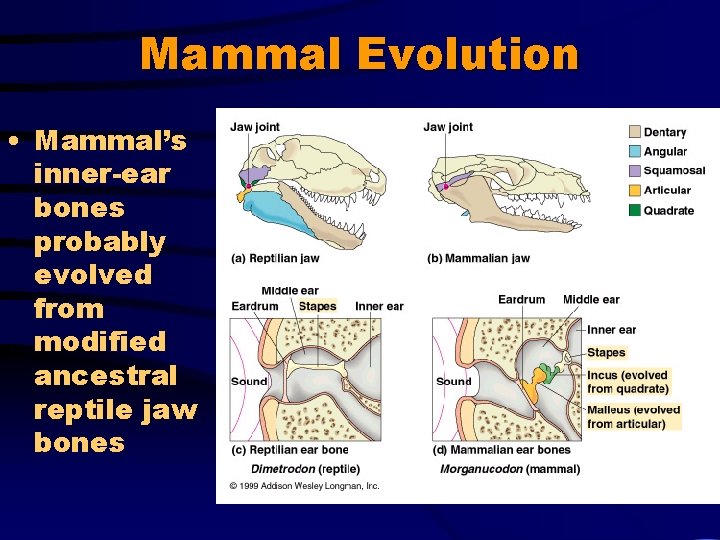 Mammal Evolution • Mammal’s inner-ear bones probably evolved from modified ancestral reptile jaw bones