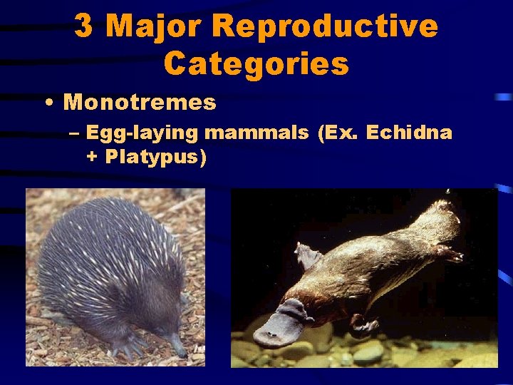 3 Major Reproductive Categories • Monotremes – Egg-laying mammals (Ex. Echidna + Platypus) 