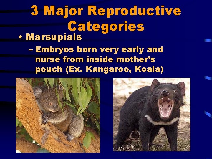 3 Major Reproductive Categories • Marsupials – Embryos born very early and nurse from