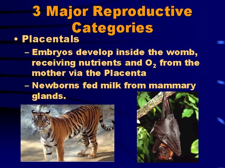 3 Major Reproductive Categories • Placentals – Embryos develop inside the womb, receiving nutrients