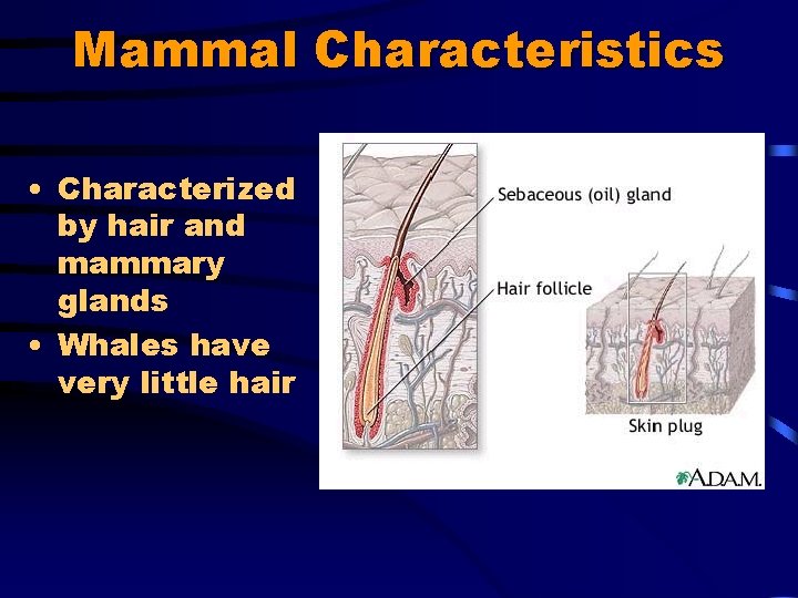 Mammal Characteristics • Characterized by hair and mammary glands • Whales have very little