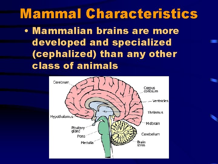 Mammal Characteristics • Mammalian brains are more developed and specialized (cephalized) than any other