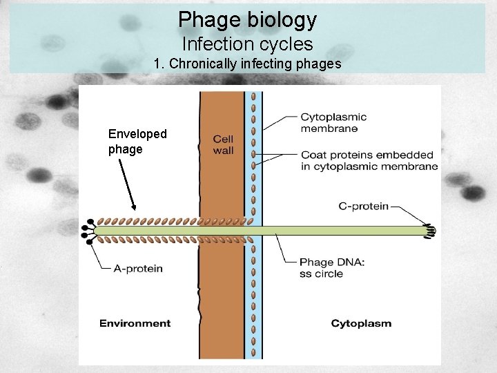 Phage biology Infection cycles 1. Chronically infecting phages Enveloped phage Phage biology Infection cycles 1. Chronically infecting phages Enveloped phage