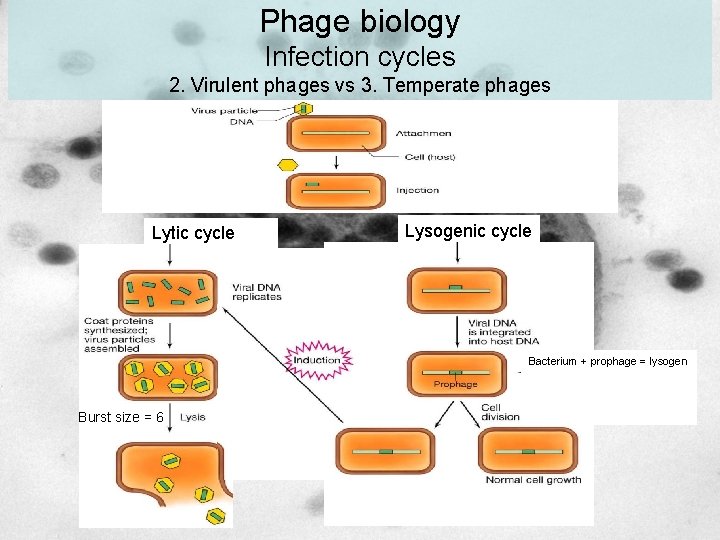 Phage biology Infection cycles 2. Virulent phages vs 3. Temperate phages Lytic cycle Lysogenic