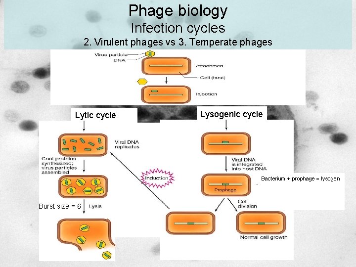 Phage biology Infection cycles 2. Virulent phages vs 3. Temperate phages Lytic cycle Lysogenic Phage biology Infection cycles 2. Virulent phages vs 3. Temperate phages Lytic cycle Lysogenic