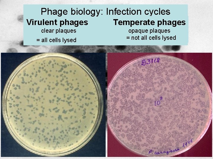 Phage biology: Infection cycles Virulent phages Temperate phages clear plaques opaque plaques = not