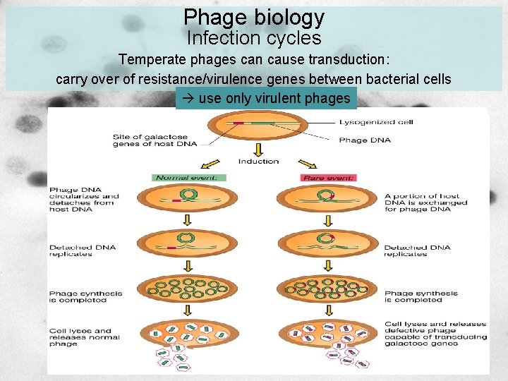 Phage biology Infection cycles Temperate phages can cause transduction: carry over of resistance/virulence genes Phage biology Infection cycles Temperate phages can cause transduction: carry over of resistance/virulence genes