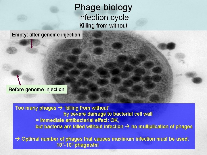 Phage biology Infection cycle Killing from without Empty: after genome injection Before genome injection Phage biology Infection cycle Killing from without Empty: after genome injection Before genome injection