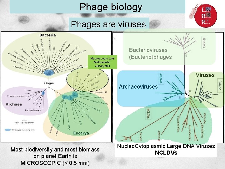 Phage biology Phages are viruses Macroscopic Life: Multicellular eukaryotes Bacterioviruses (Bacterio)phages Viruses Archaeoviruses Most