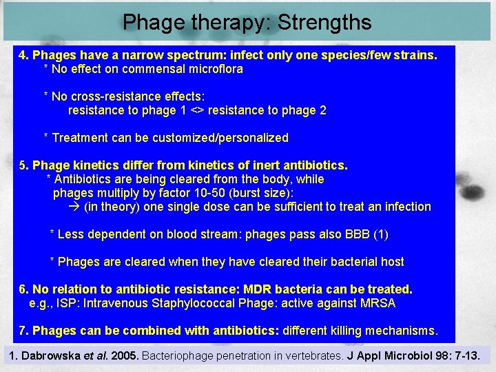 Phage therapy: Strengths 4. Phages have a narrow spectrum: infect only one species/few strains. Phage therapy: Strengths 4. Phages have a narrow spectrum: infect only one species/few strains.