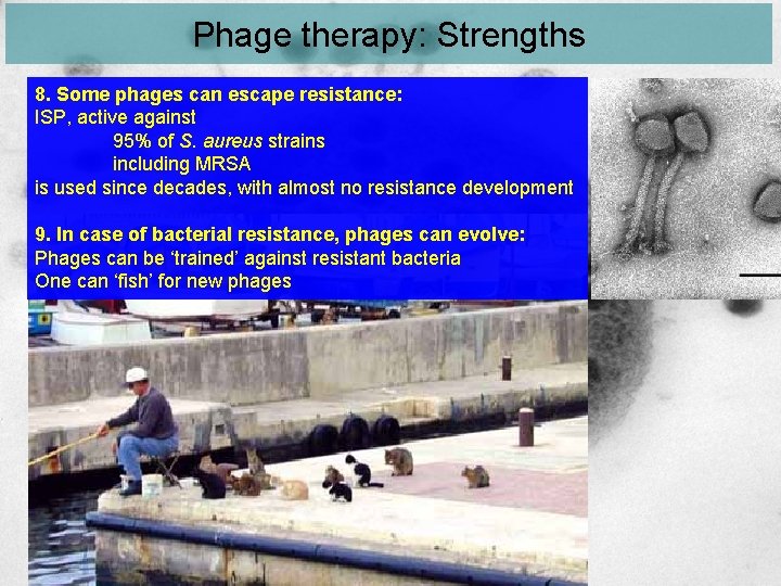 Phage therapy: Strengths 8. Some phages can escape resistance: ISP, active against 95% of