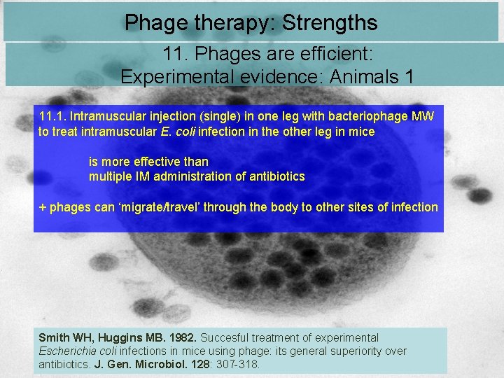 Phage therapy: Strengths 11. Phages are efficient: Experimental evidence: Animals 1 11. 1. Intramuscular Phage therapy: Strengths 11. Phages are efficient: Experimental evidence: Animals 1 11. 1. Intramuscular