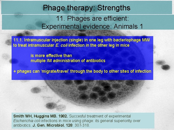 Phage therapy: Strengths 11. Phages are efficient: Experimental evidence: Animals 1 11. 1. Intramuscular