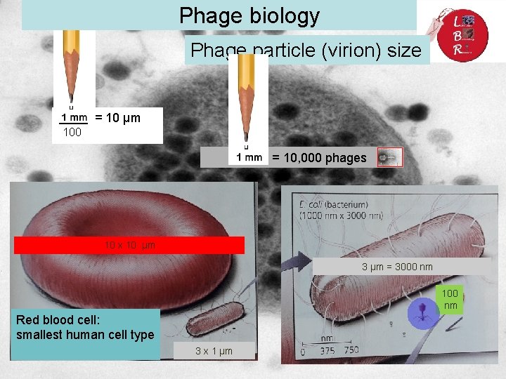 Phage biology Phage particle (virion) size == 10 µmµm 1000 1 mm = 10, Phage biology Phage particle (virion) size == 10 µmµm 1000 1 mm = 10,