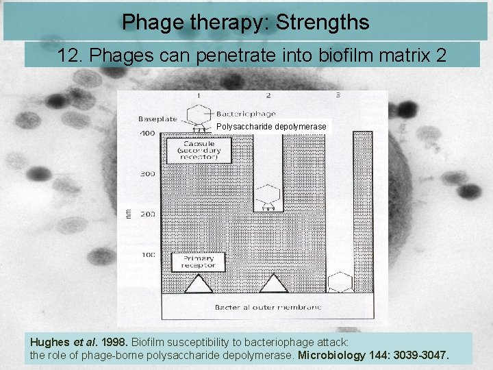 Phage therapy: Strengths 12. Phages can penetrate into biofilm matrix 2 Polysaccharide depolymerase Hughes Phage therapy: Strengths 12. Phages can penetrate into biofilm matrix 2 Polysaccharide depolymerase Hughes