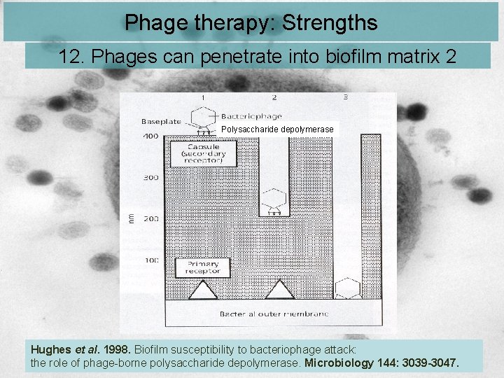 Phage therapy: Strengths 12. Phages can penetrate into biofilm matrix 2 Polysaccharide depolymerase Hughes