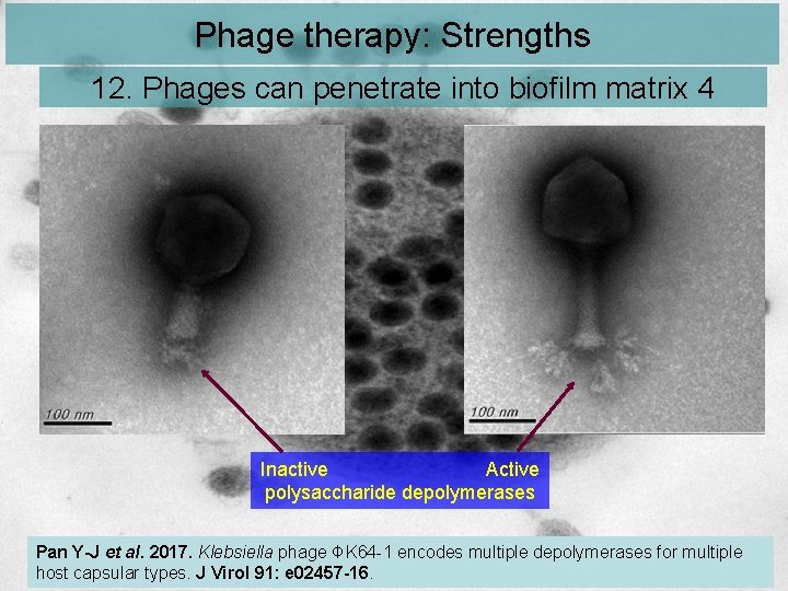 Phage therapy: Strengths 12. Phages can penetrate into biofilm matrix 4 Inactive Active polysaccharide