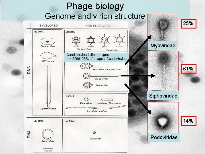 Phage biology Genome and virion structure 25% Myoviridae Caudovirales: tailed phages n = 5000: