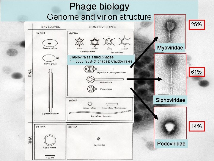 Phage biology Genome and virion structure 25% Myoviridae Caudovirales: tailed phages n = 5000: Phage biology Genome and virion structure 25% Myoviridae Caudovirales: tailed phages n = 5000: