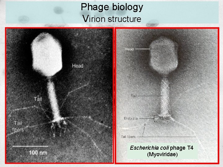 Phage biology Virion structure Escherichia coli phage T 4 (Myoviridae) Phage biology Virion structure Escherichia coli phage T 4 (Myoviridae)