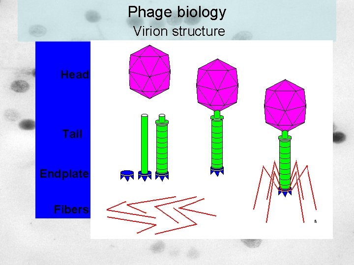 Phage biology Virion structure Head Tail Endplate Fibers Phage biology Virion structure Head Tail Endplate Fibers