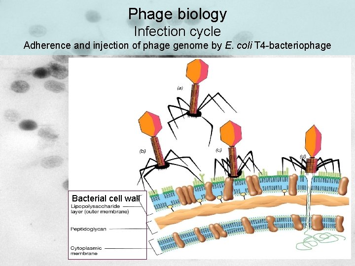Phage biology Infection cycle Adherence and injection of phage genome by E. coli T Phage biology Infection cycle Adherence and injection of phage genome by E. coli T