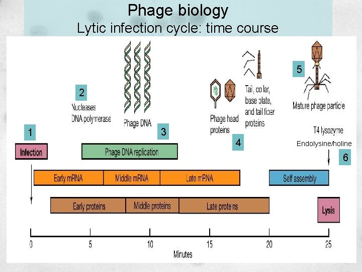 Phage biology Lytic infection cycle: time course 5 2 1 3 4 Endolysine/holine 6