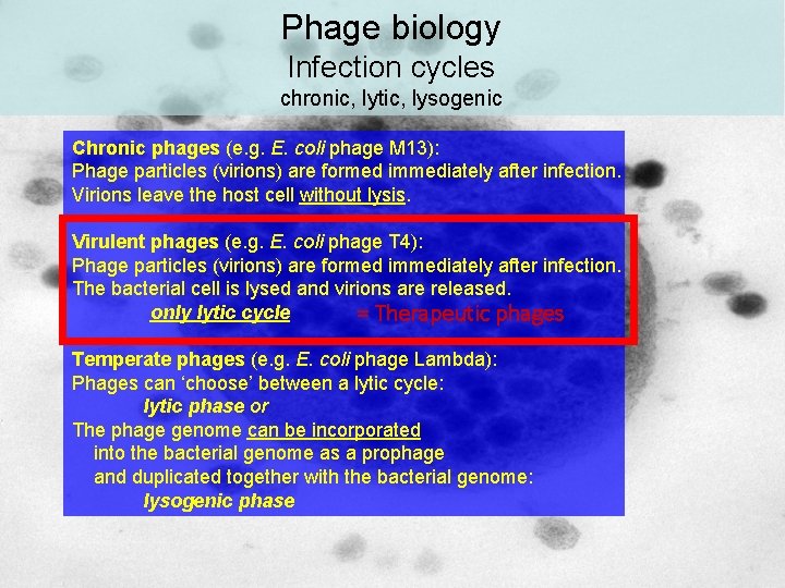 Phage biology Infection cycles chronic, lytic, lysogenic Chronic phages (e. g. E. coli phage