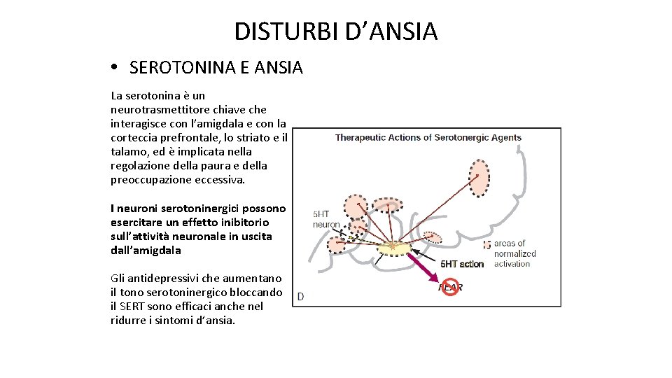 DISTURBI D’ANSIA • SEROTONINA E ANSIA La serotonina è un neurotrasmettitore chiave che interagisce