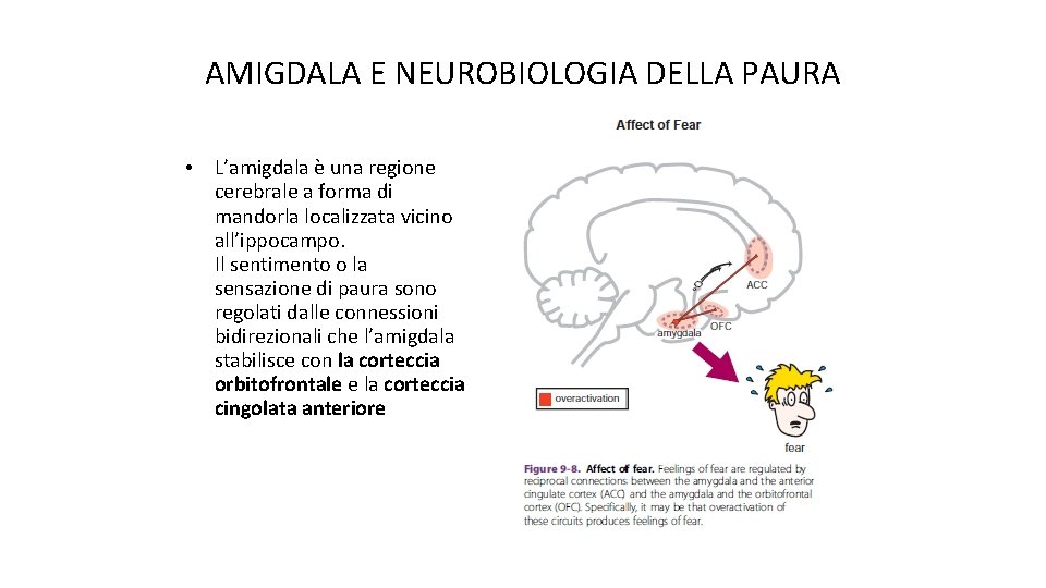 AMIGDALA E NEUROBIOLOGIA DELLA PAURA • L’amigdala è una regione cerebrale a forma di