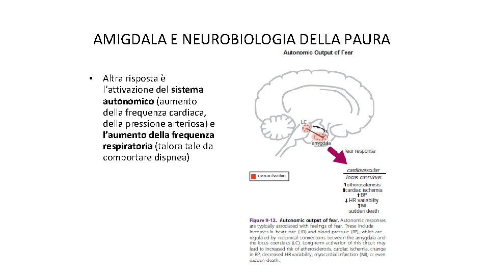 AMIGDALA E NEUROBIOLOGIA DELLA PAURA • Altra risposta è l’attivazione del sistema autonomico (aumento