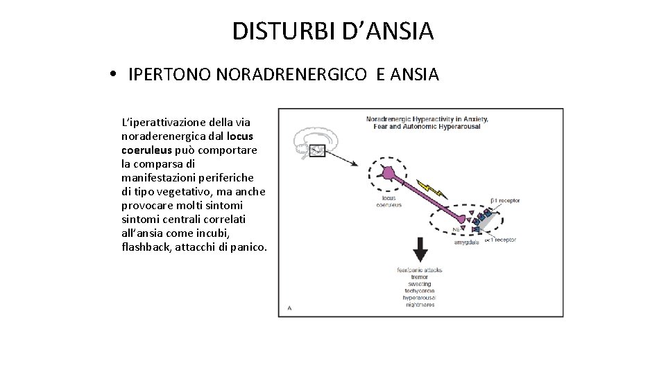 DISTURBI D’ANSIA • IPERTONO NORADRENERGICO E ANSIA L’iperattivazione della via noraderenergica dal locus coeruleus
