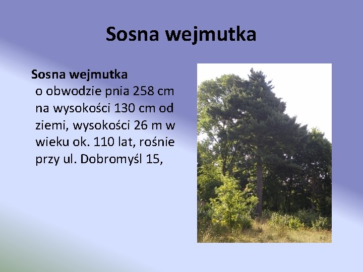 Sosna wejmutka o obwodzie pnia 258 cm na wysokości 130 cm od ziemi, wysokości