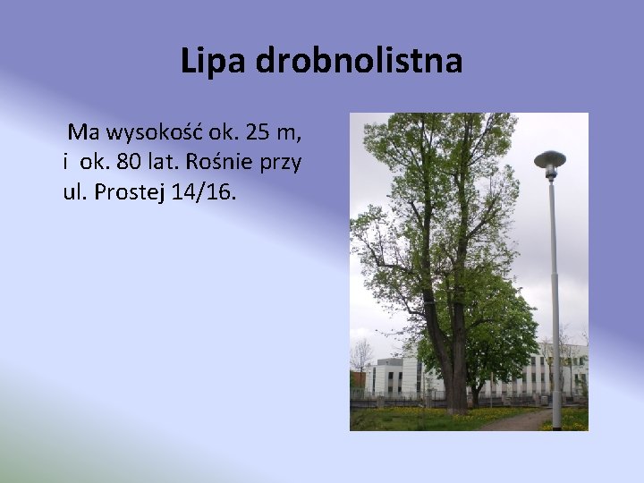 Lipa drobnolistna Ma wysokość ok. 25 m, i ok. 80 lat. Rośnie przy ul.