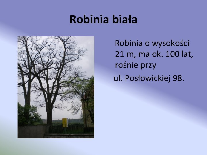 Robinia biała Robinia o wysokości 21 m, ma ok. 100 lat, rośnie przy ul.